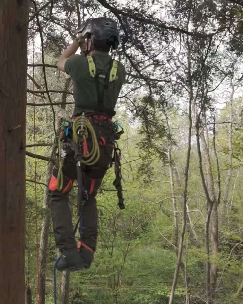 Arborist in helmet and harness climbing a tree on ropes, with rigging equipment and a chainsaw lanyard on the harness